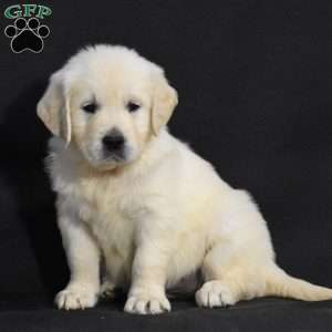 Jewel, English Cream Golden Retriever Puppy